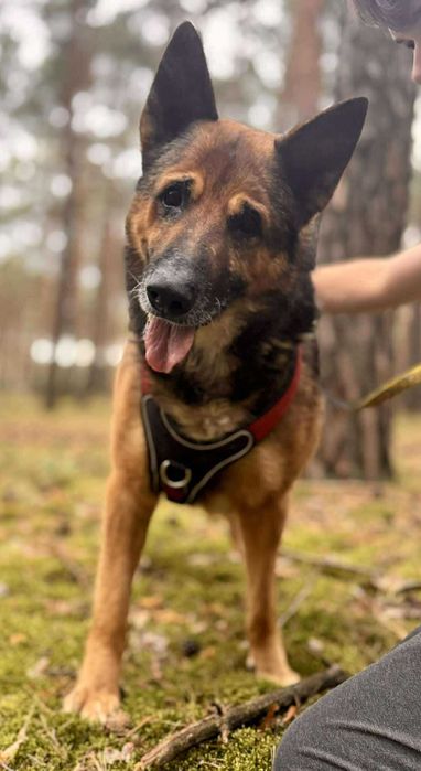 Piękny Sopran szuka domu...