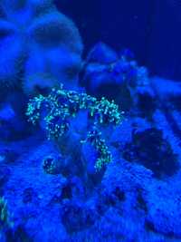 Euphyllia glabrescens dragon