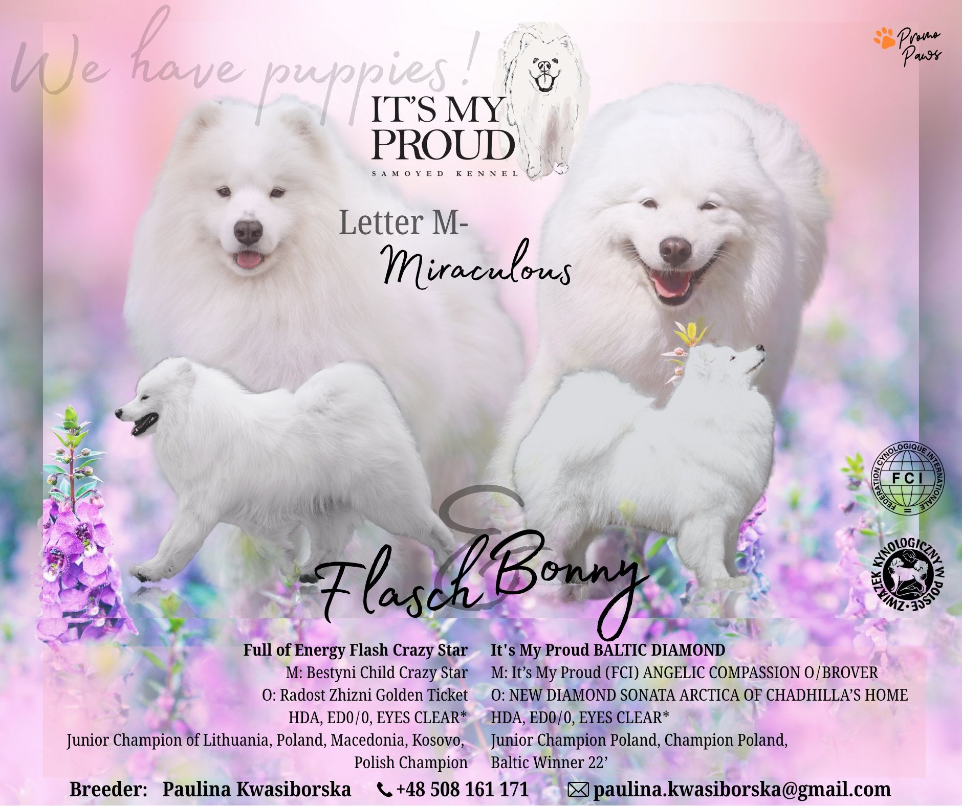 Samoyed Zkwp/ FCI - ostatni chłopak