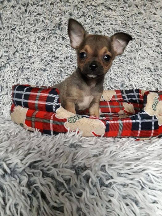 Chihuahua piasek krótkowłosy