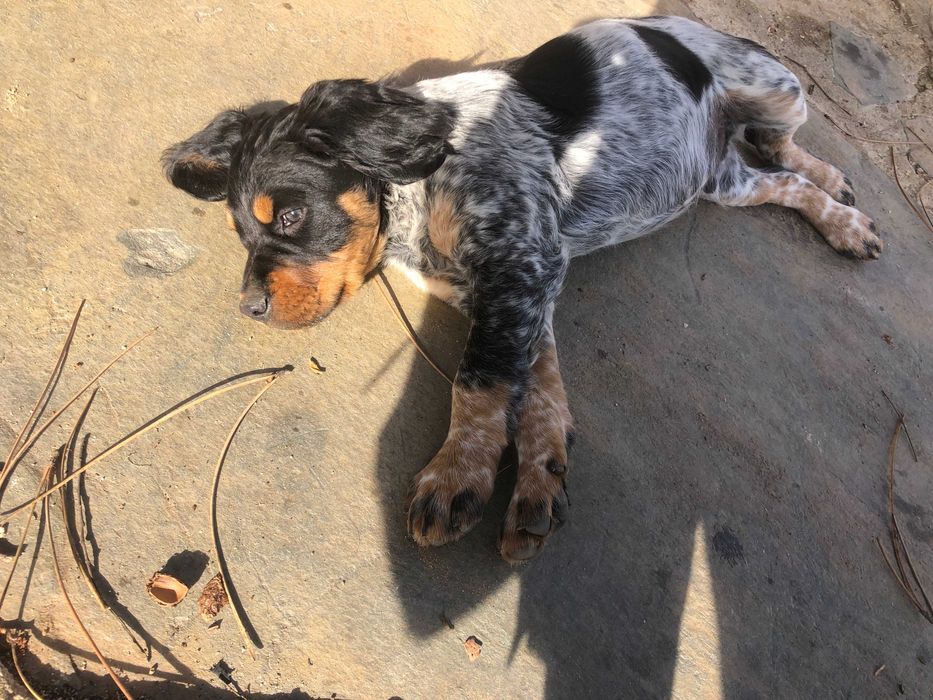 Epagneul Breton tricolor com 2 meses