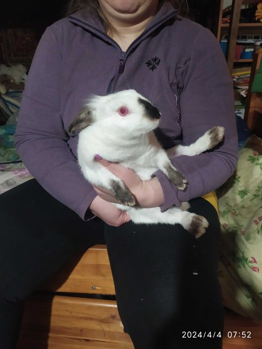 Карликовые кролики