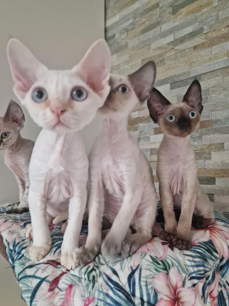 Koty Devon Rex