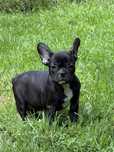 Buldog Francuski chlopczyk czarny