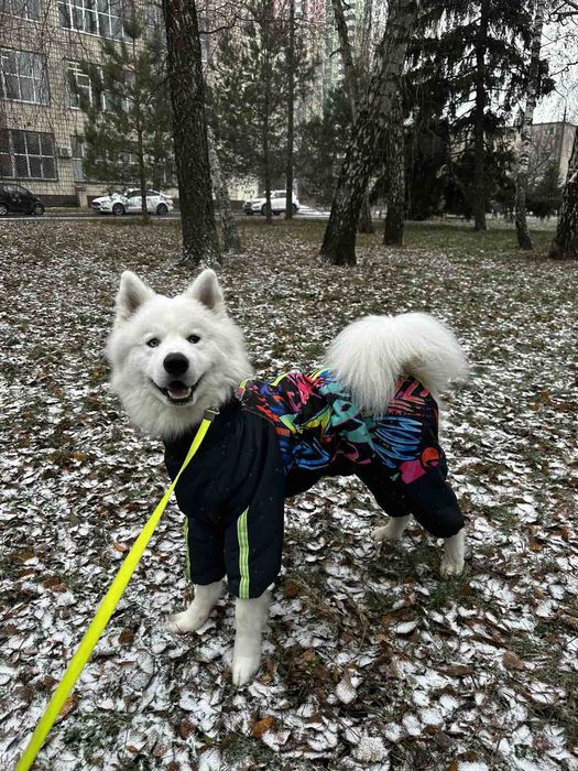 Одежда для собак большие размеры одяг для собак,великі розміри