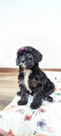 Cavapoo szczenię Black czarny