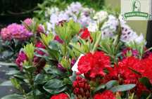 Rhododendron różanecznik  rododendron azalia Producent Natura&Człowiek
