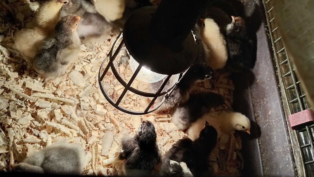 Kurczęta rasy kochin olbrzymi