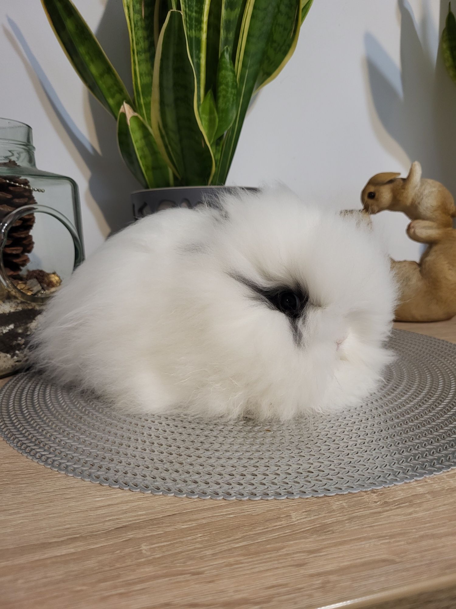 Piękne króliczki Karzełek Teddy. Króliczek domowy. Wolne maluszki.