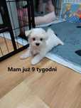 Maltańczyk malutki piesek szuka nowego domku