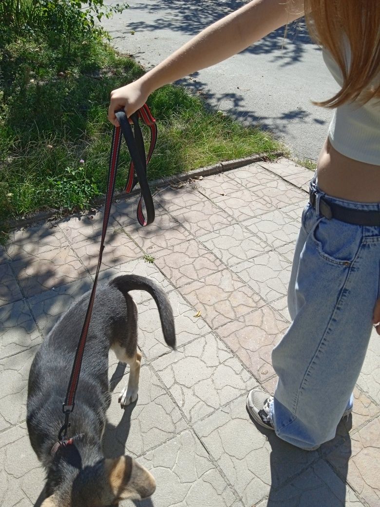 Отдам безплатно собачку