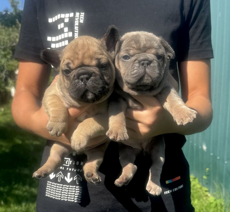 Шкурасті товстунчики чекають на люблячих батьків