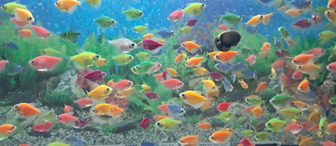 Рибки в акваріум Даніо Тернеція Glo Fish опт