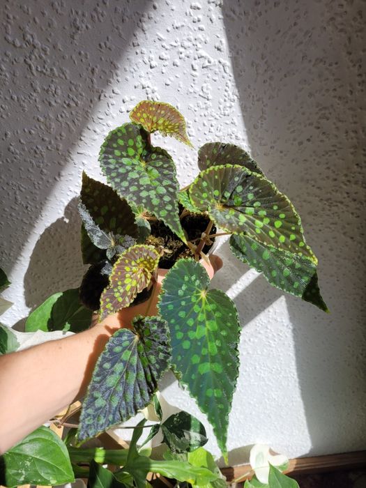 Begonia chlorostica dark