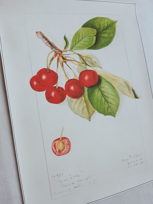 Gobelin na płótnie HD/Obrazek/Vintage Retro Fruit, Cherries