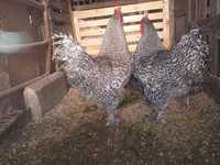 Reprodutores Malines aves  importados em ovo com Certificado