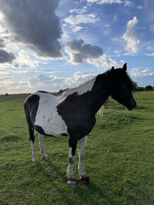 Продам кобилу!!!