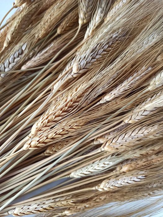 Колоски пшениці 35–45 см. 50 шт.  Декор, сухоцвіти