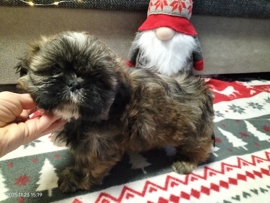 Szczeniak suczka Shih-Tzu