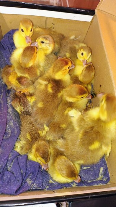 Kaczki francuskie brązowe.Małe perliczki .