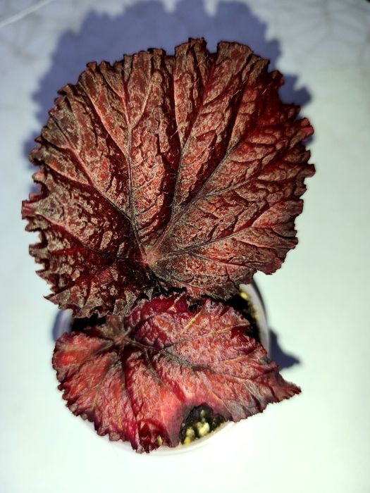 Королевские бегонии DS