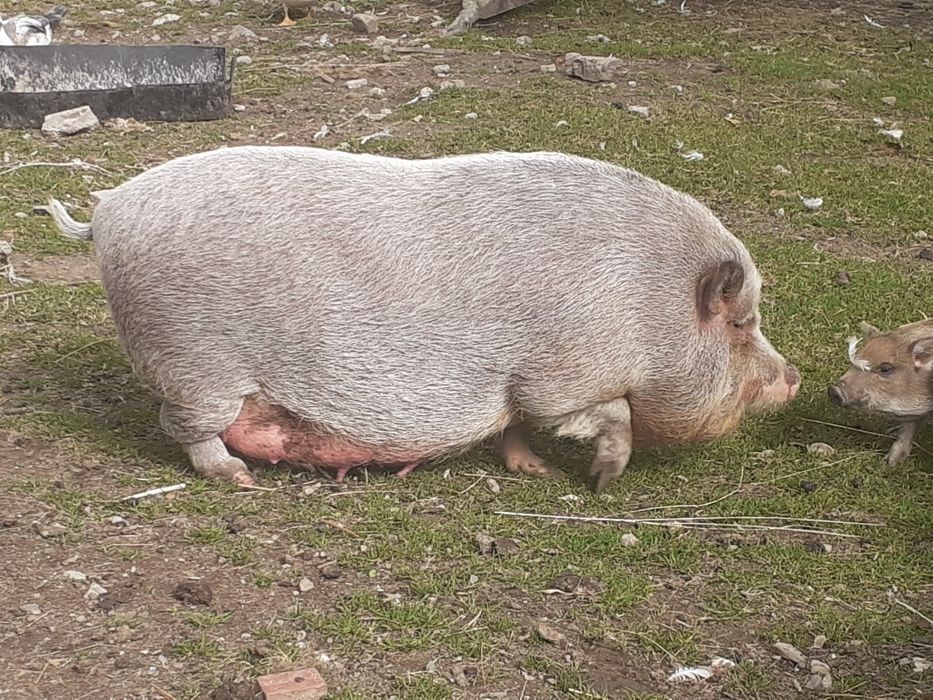 Świnia wietnamska
