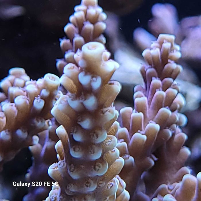 Acropora  koralowce sps szczepki akwarium morskie