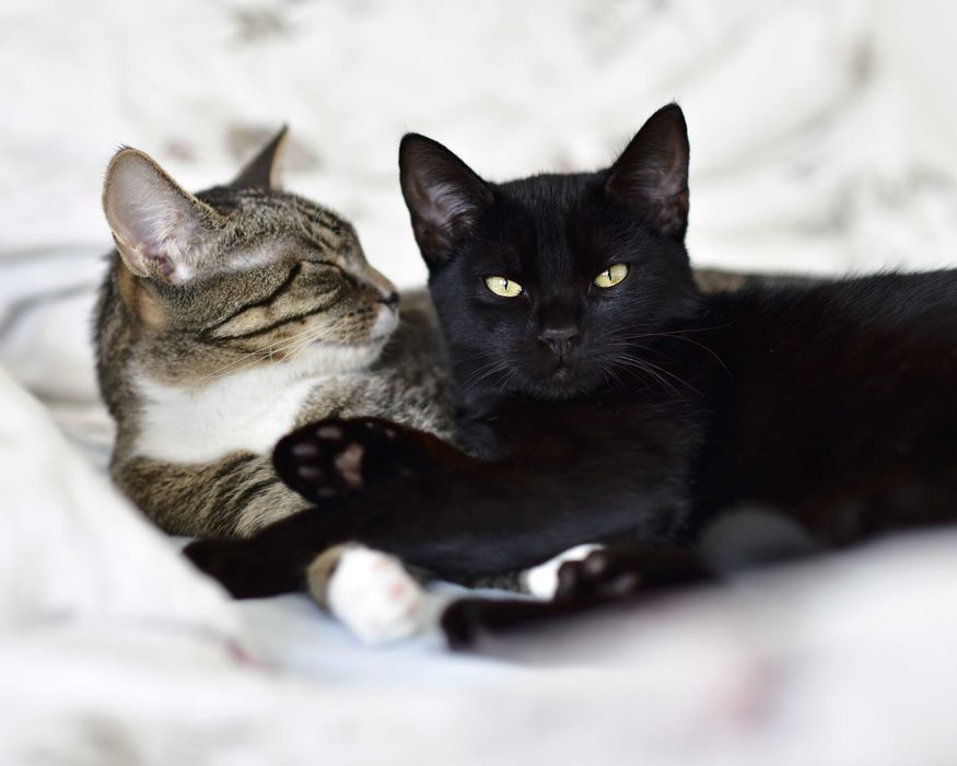 Tia&Rubi szukają domu