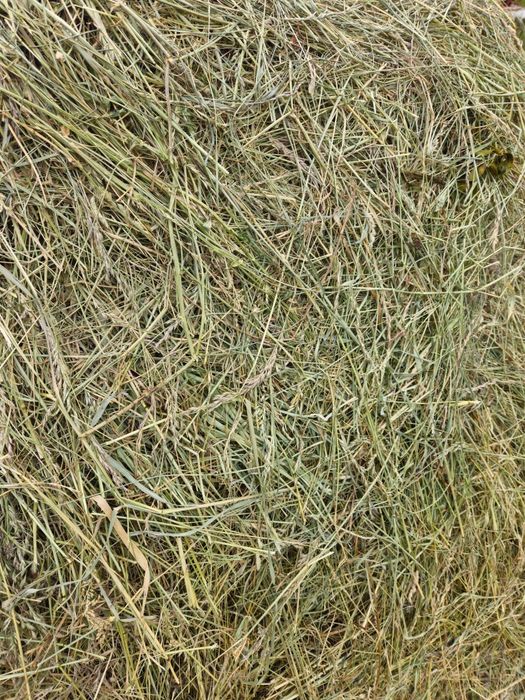 Siano dla gryzoni i królików 4 kg