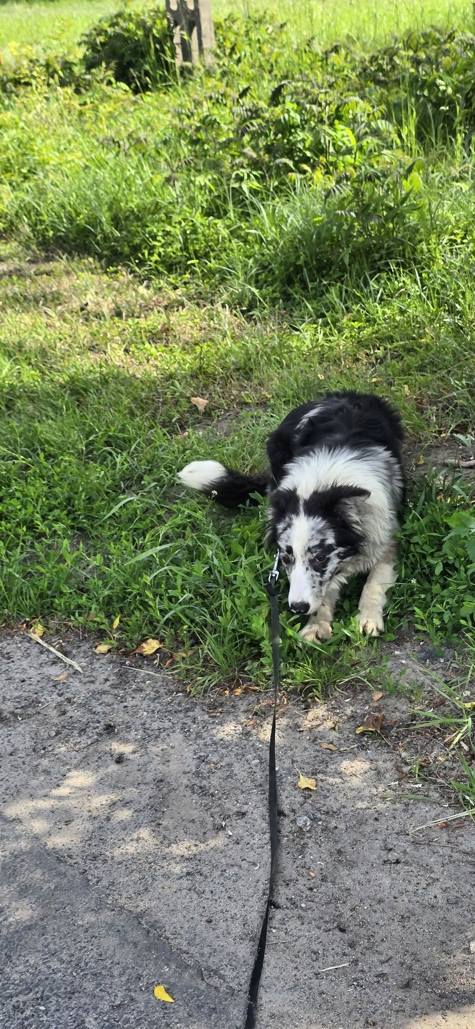Border Collie pis