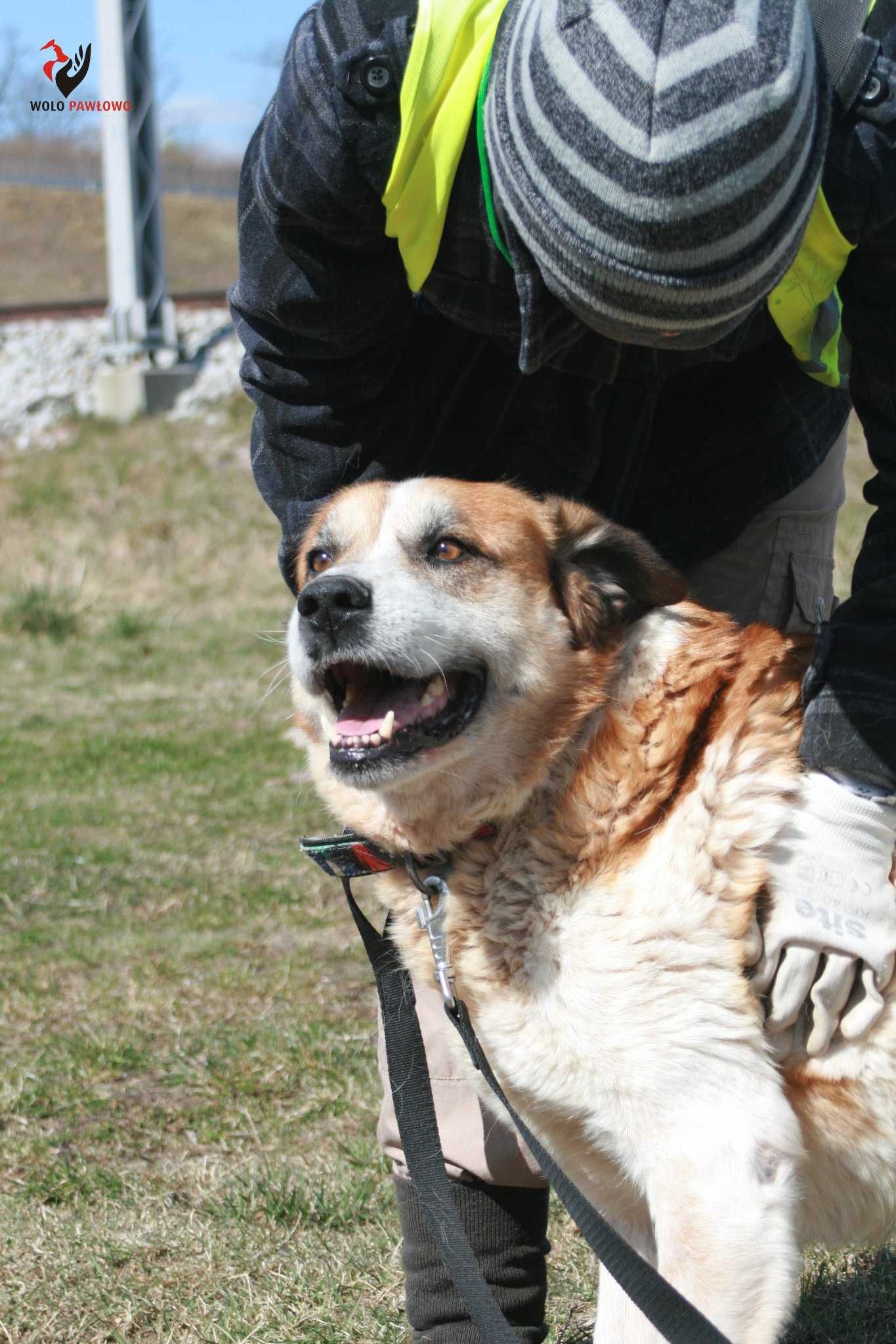 SPOKOJNY, ŁAGODNY, towarzyski, ładny, duży psiak - czeka 5 lat ADOPTUJ