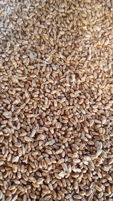 Sprzedam pszenice-pszenżyto-owies