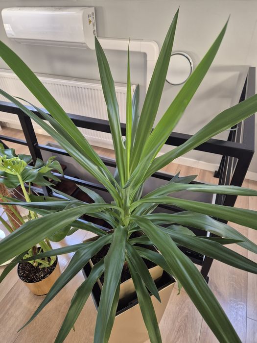 Kwiat doniczkowych xxl juka zdrowa duza z donica