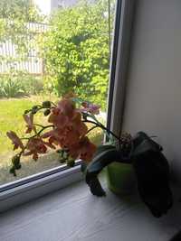 Орхідея, Домашні орхідеї