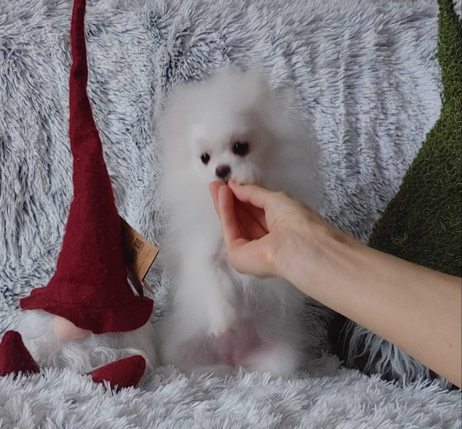 Pomeranian крошка малышка с самой милой мордочкой. Киев