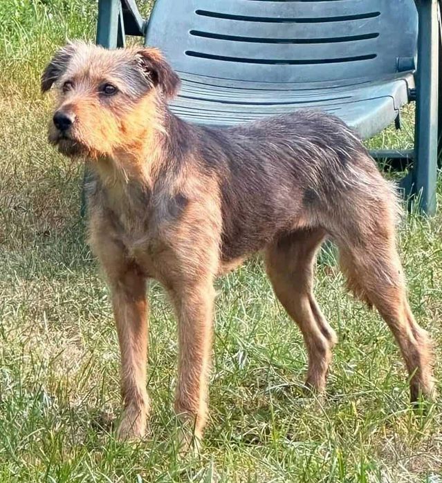 Śliczna, przekochana,grzeczna,tulaśna,młoda, bezdomna sunia szuka domu