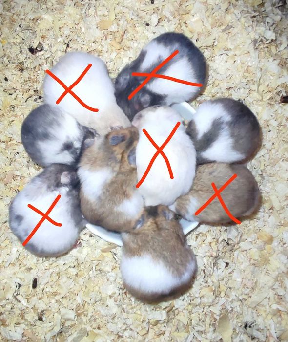 Chomik Chomiki Syryjskie Oswojone