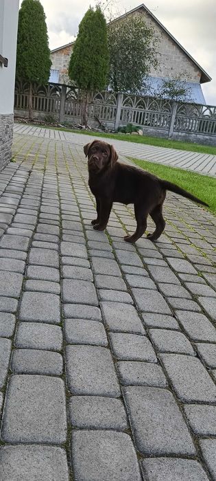 Labrador Retriever Czekoladowa suczka Zkwp/FCI