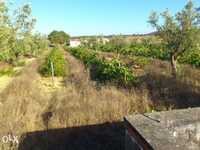 Quinta com luz, 1 hectare com 900 pés de vinha e 80 oliveiras