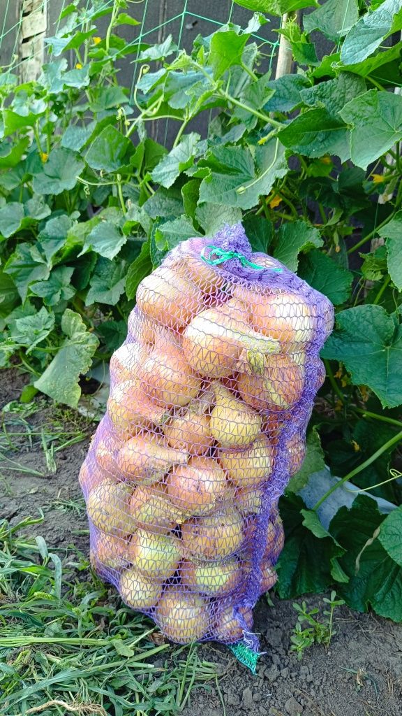 Продам домашние огурцы, сладкие, без горечи. Выращенные без химии!
