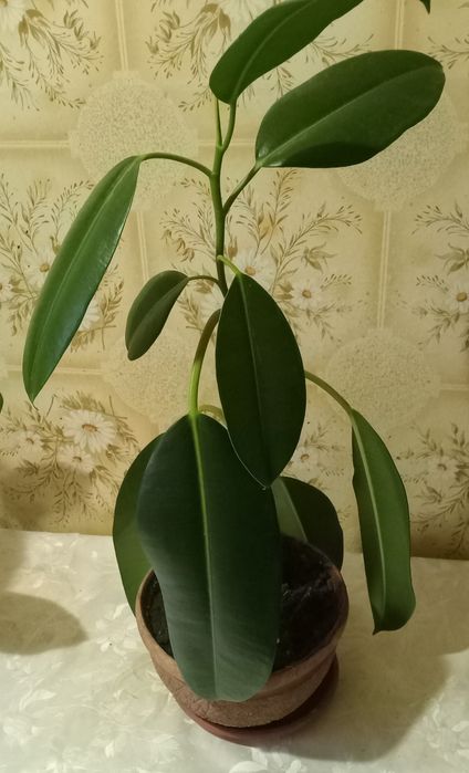 Фикус  каучуконосный.