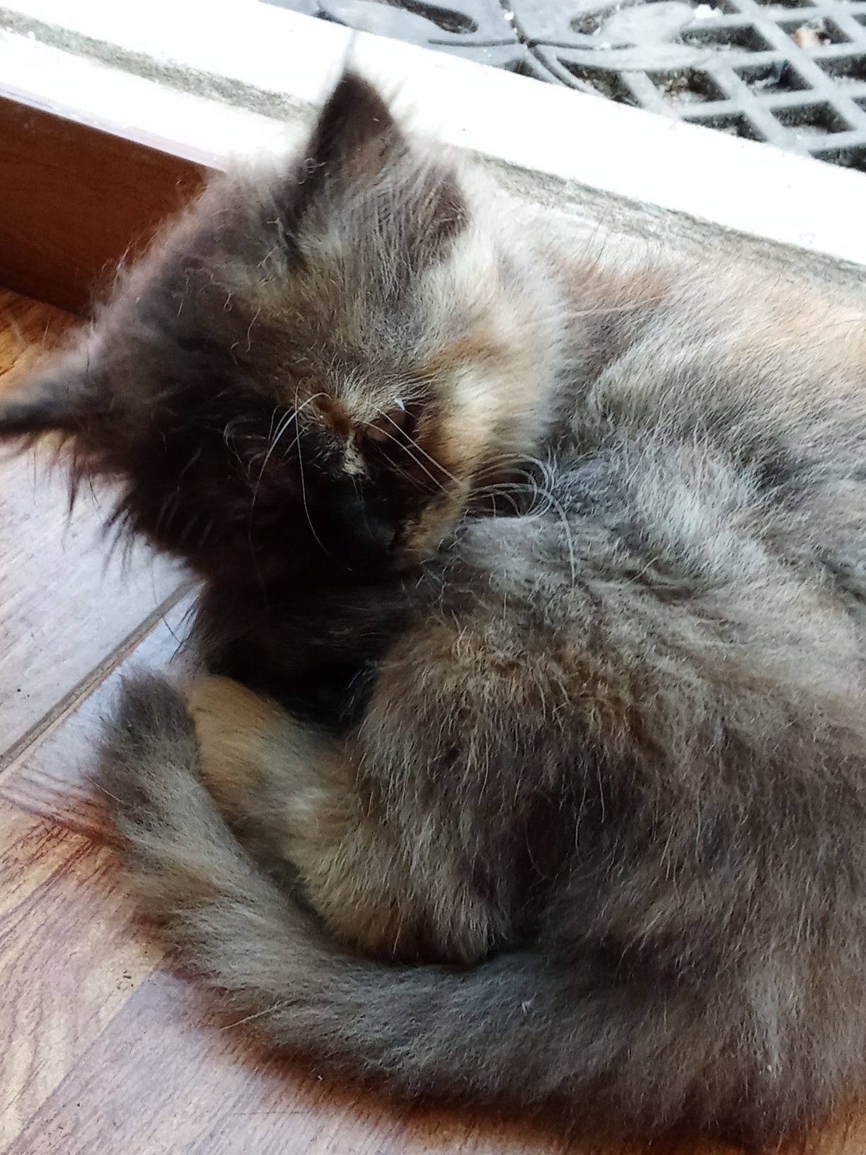 Gatinha persa meiguinha