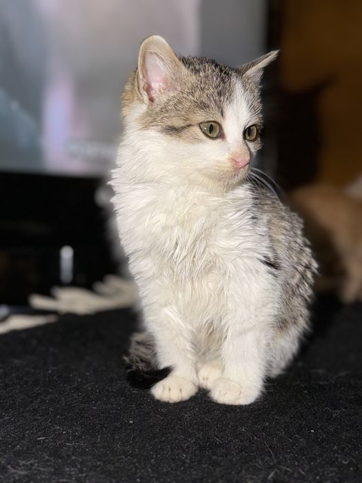 Кошеня в добрі руки