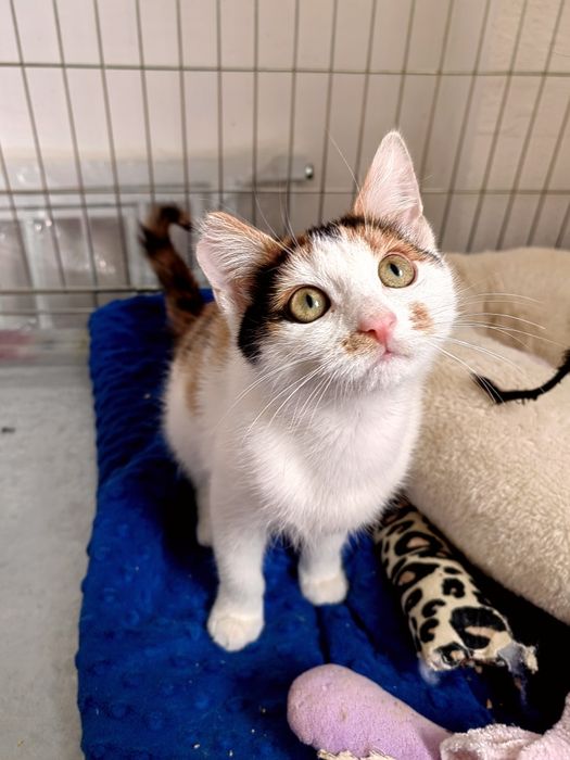 Mała kotka szuka domu