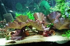 Lotos Tygrysi (Grzebień Egipski) Roślina Akwariowa Akwarium 
Typ: Rośl