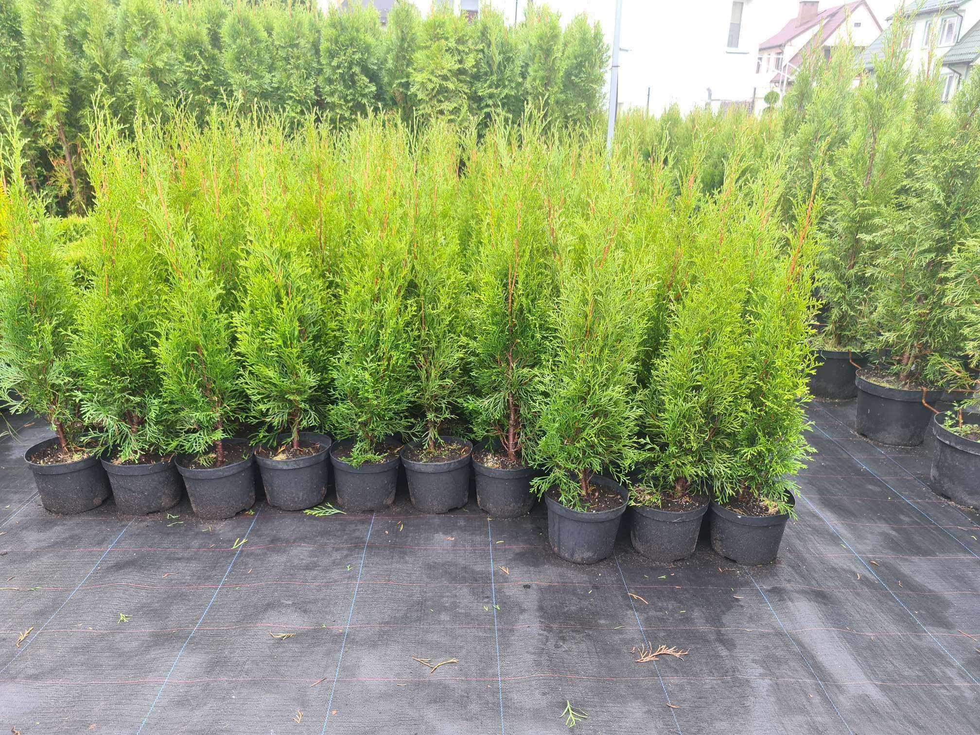 PRODUCENT Tuja szmaragd Thuja Smaragd 70- 80 cm w donicy Supraśl