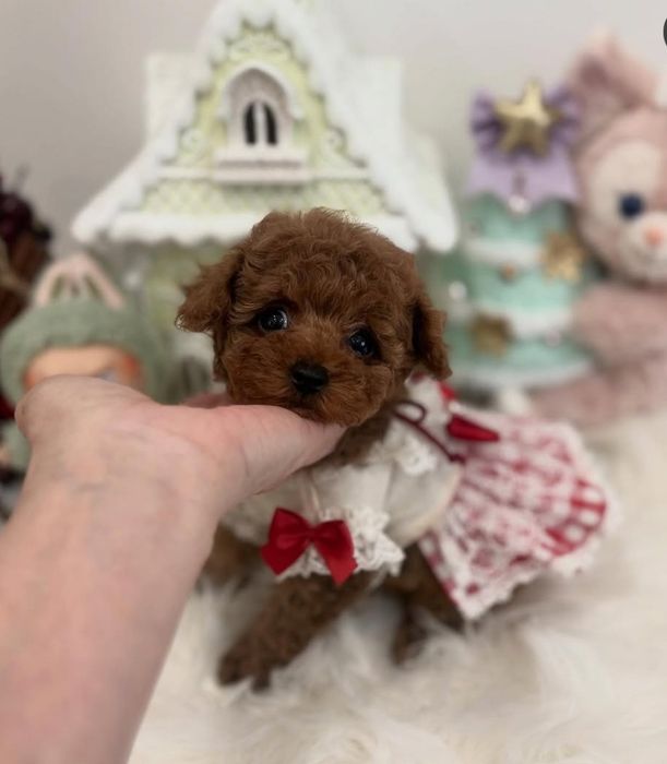 Дівчинка красуня мінні ,той.  Пудель