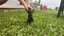 Pinscher miniatura
