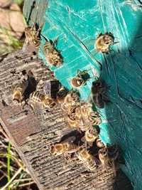 Pszczoły krainka i bucfast