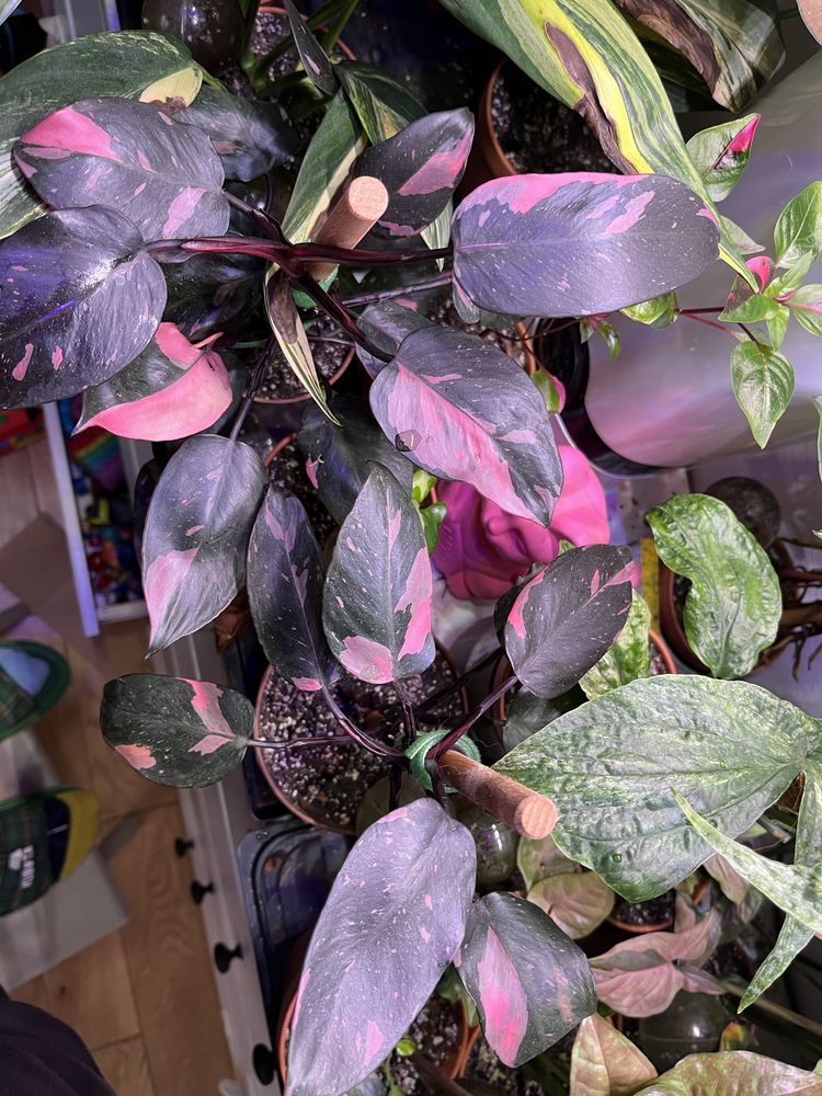 Philodendron Pink Princess nie TC